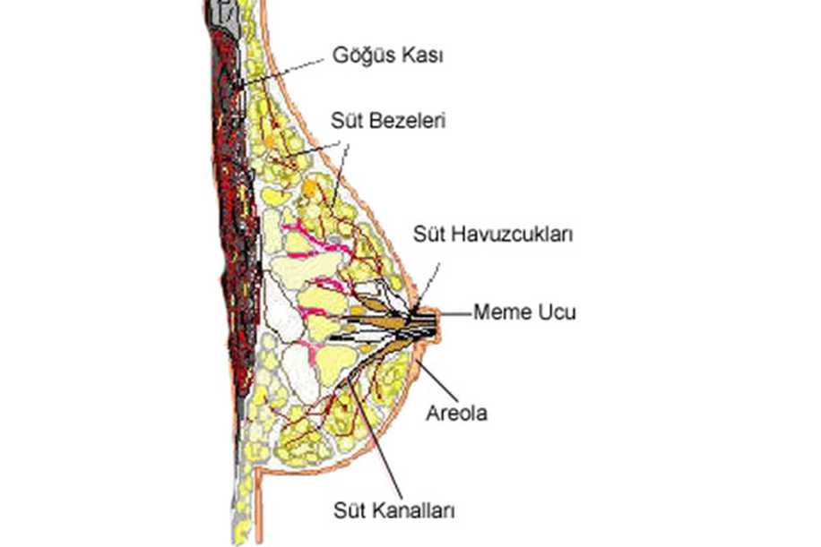 Anne Sütünün Fazla Olması (Hiperlaktasyon)