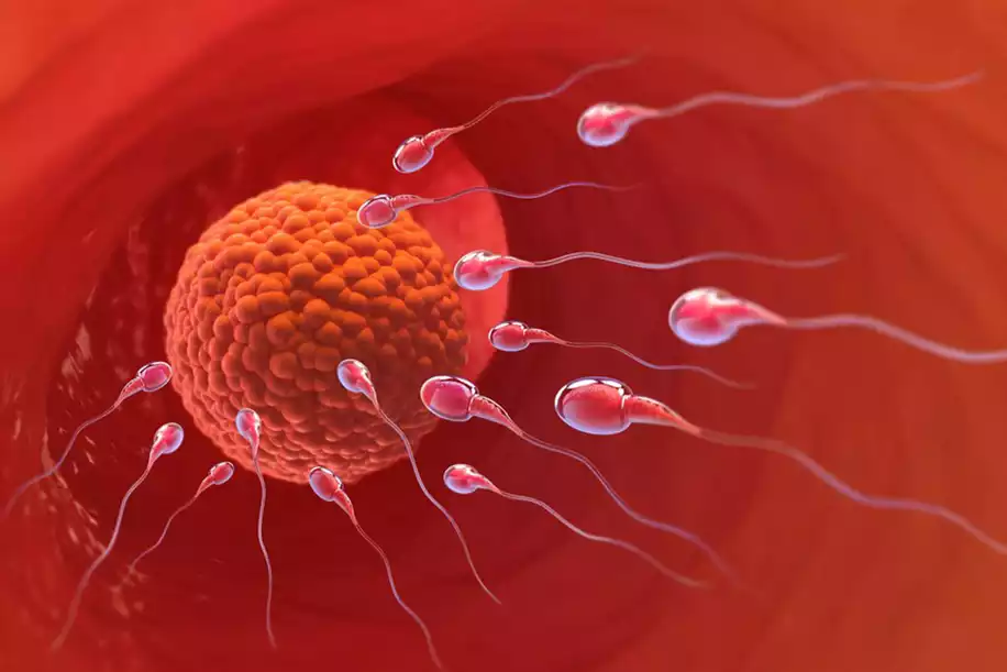 Yumurtlama Döneminde Olduğunuzu Gösteren 7 Özel İşaret!