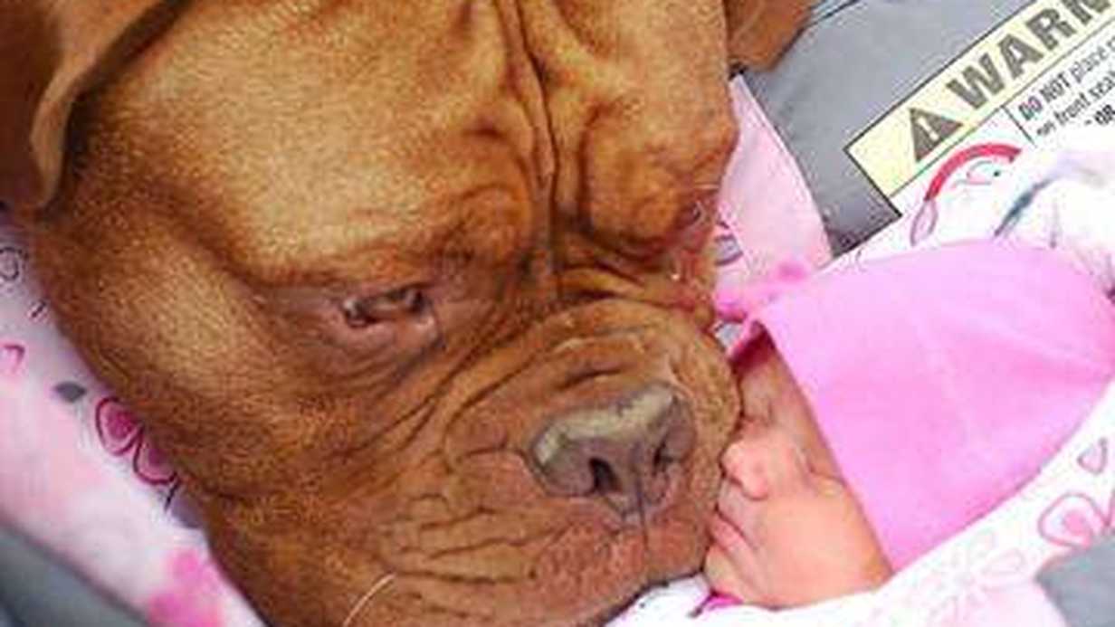 Köpeğinizi Bebekle Nasıl Tanıştırabilirsiniz?