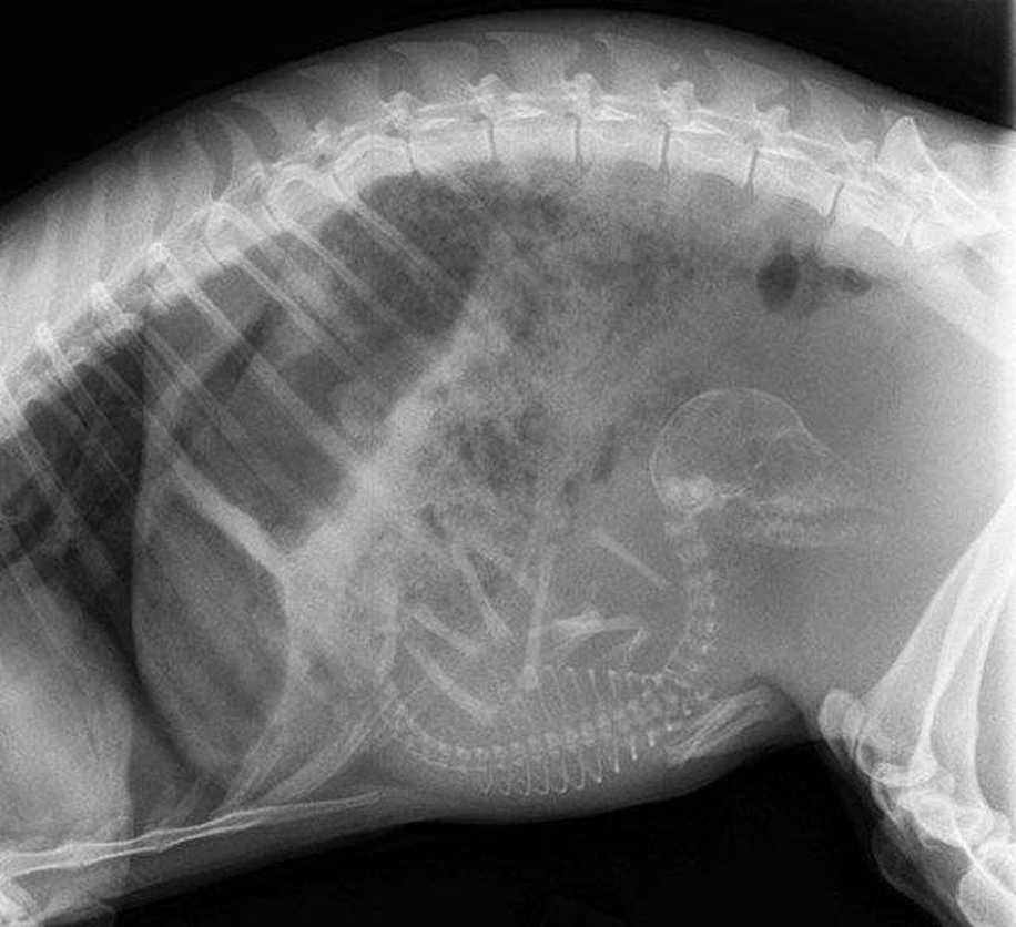 Hamile Hayvanlar ve Yavrularının X-ray Görüntülerine Bayılacaksınız!