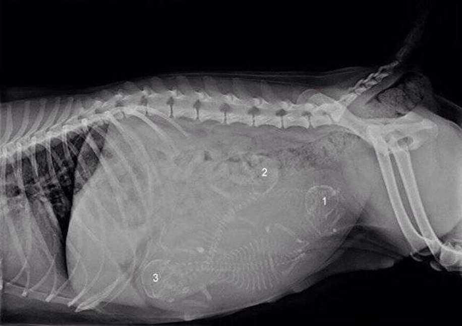 Hamile Hayvanlar ve Yavrularının X-ray Görüntülerine Bayılacaksınız!