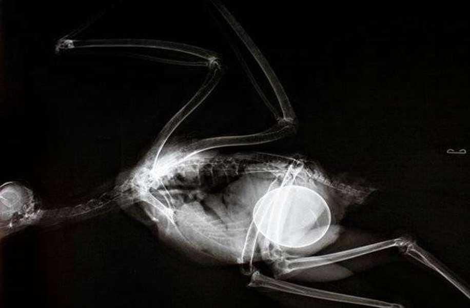 Hamile Hayvanlar ve Yavrularının X-ray Görüntülerine Bayılacaksınız!