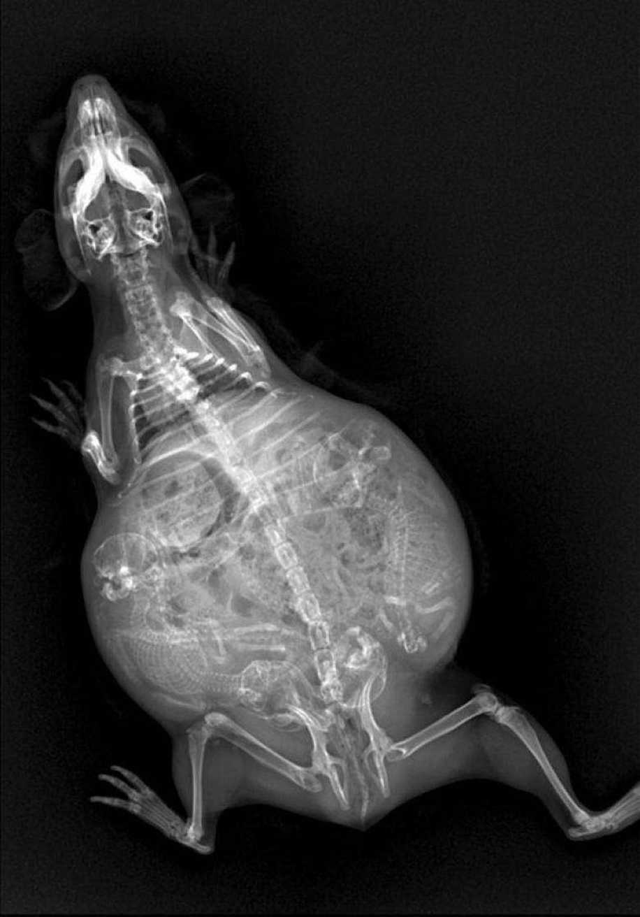 Hamile Hayvanlar ve Yavrularının X-ray Görüntülerine Bayılacaksınız!