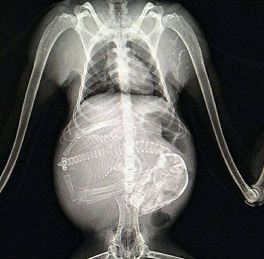 Hamile Hayvanlar ve Yavrularının X-ray Görüntülerine Bayılacaksınız!