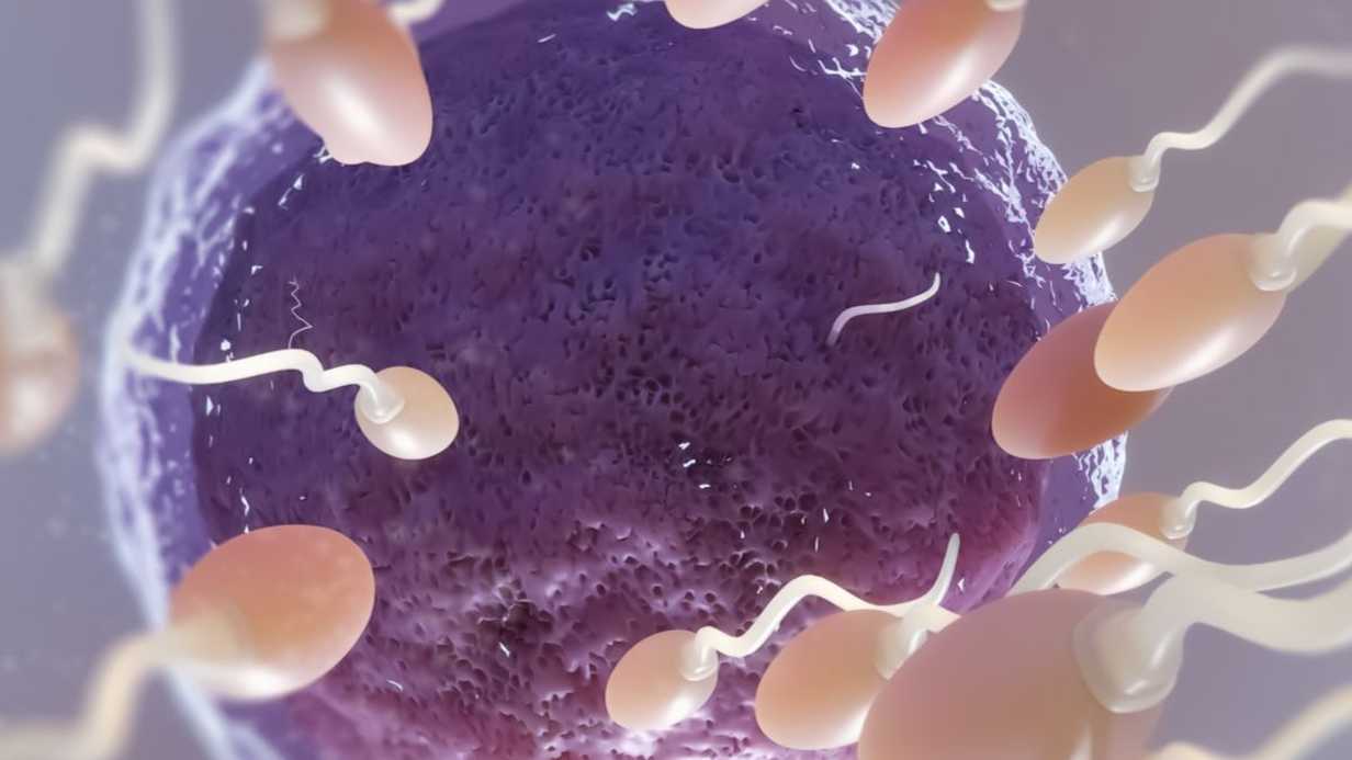 Azospermi Nedir? Azospermi Belirtileri, Nedenleri ve Tedavisi