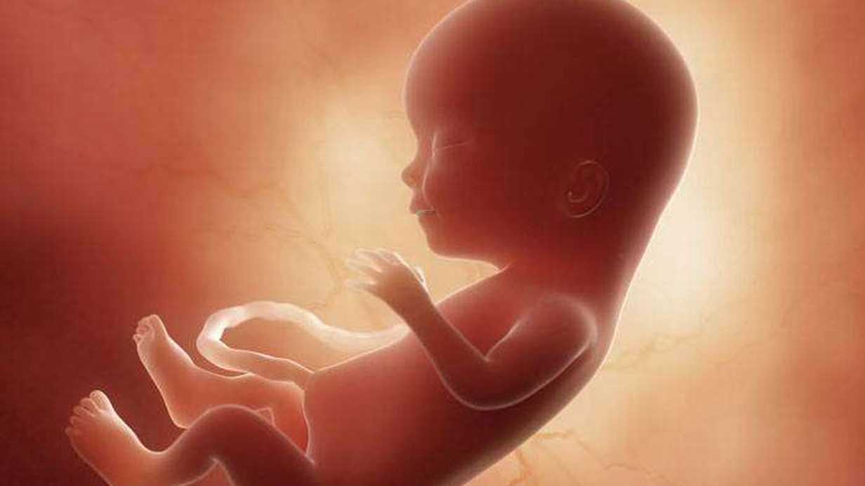 Endodermal Tohum Tabakası Nedir?