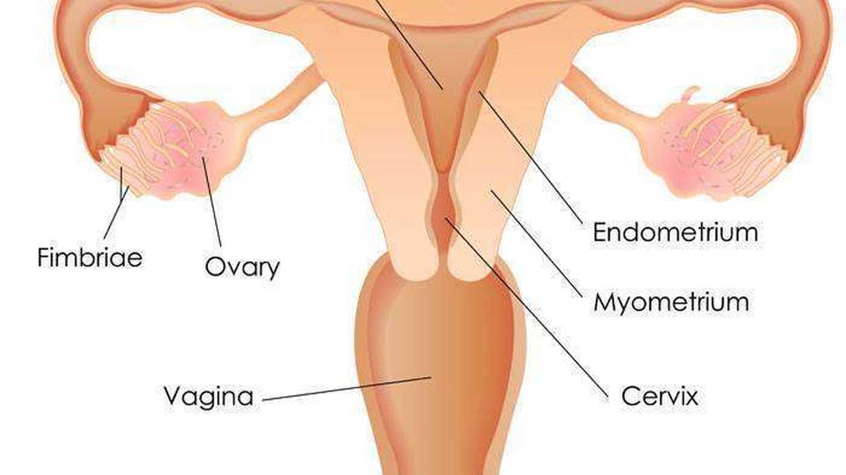 Fundus Nedir?