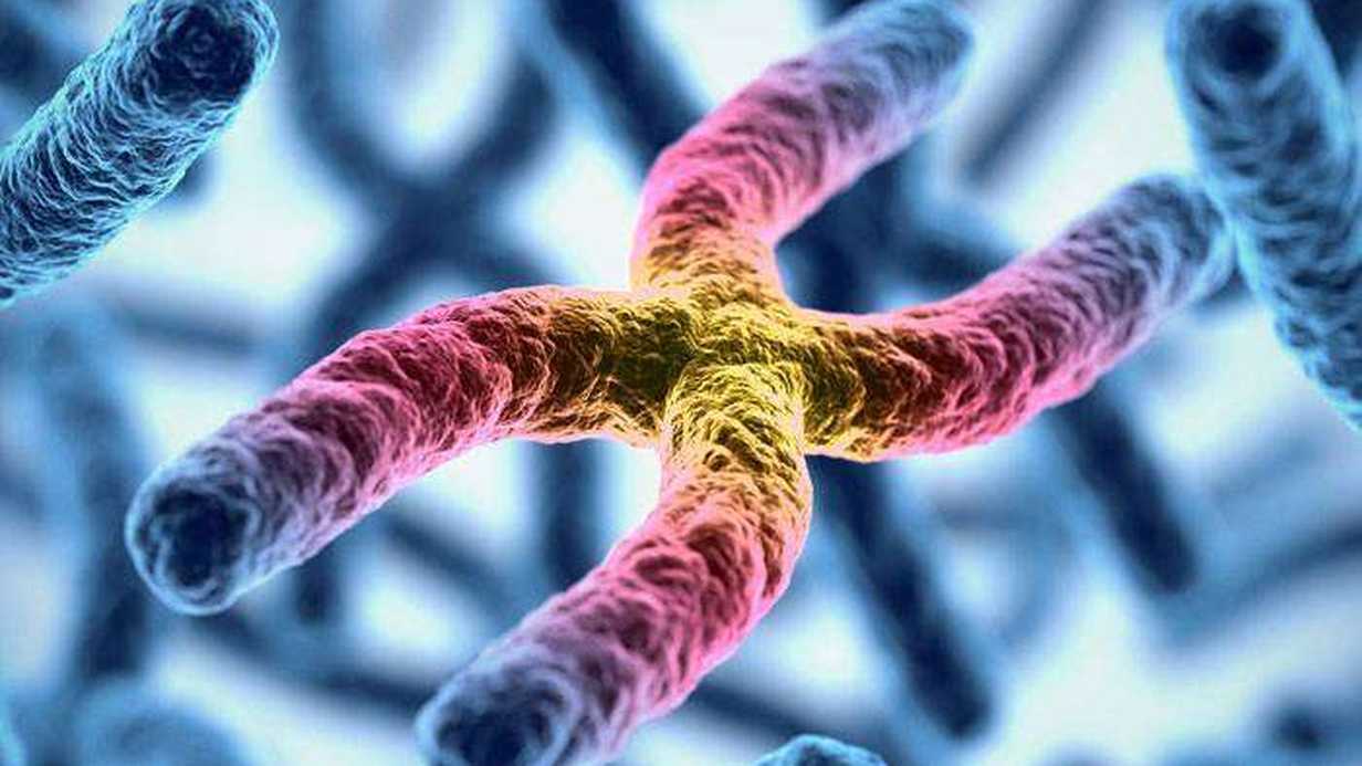 Kromozom Nedir?