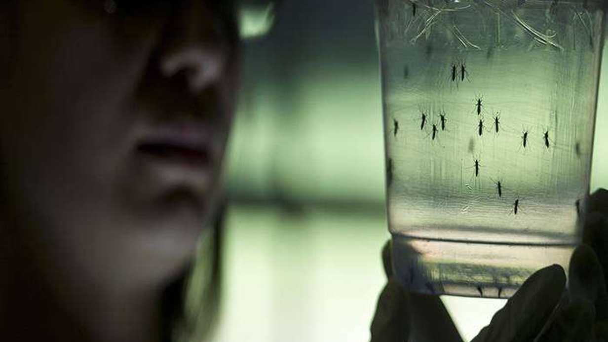 Zika Virüsü Nedir?