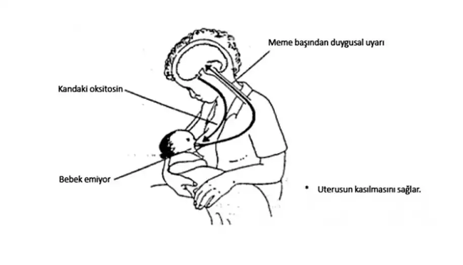 Süt Hormonu Yüksekliği Gebe Kalmayı Engelliyor