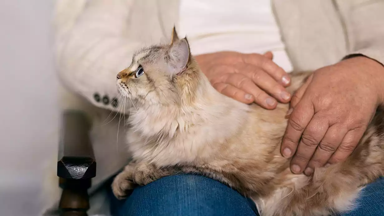 Hamile Kedi Memesi Nasıl Olur? İşte Bilmeniz Gerekenler